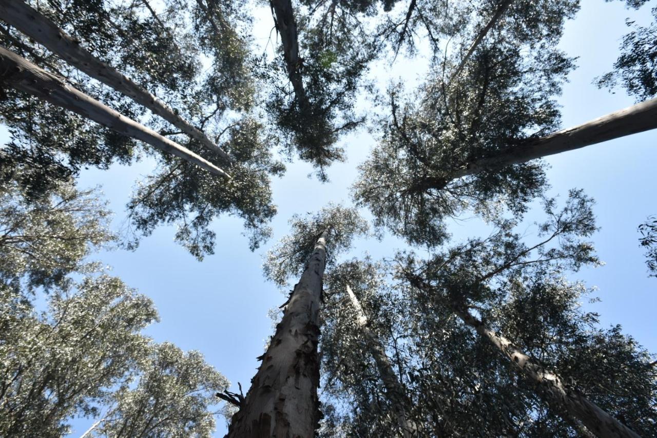 Hotel Bosque De Renaca Vina del Mar Dış mekan fotoğraf